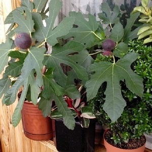 Instructions pour cultiver des figues à la maison à partir d'une graine ou d'une pousse