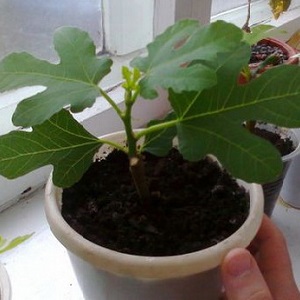 Instructions pour cultiver des figues à la maison à partir d'une graine ou d'une pousse