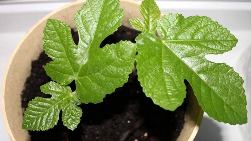 Instructions pour cultiver des figues à la maison à partir d'une graine ou d'une pousse