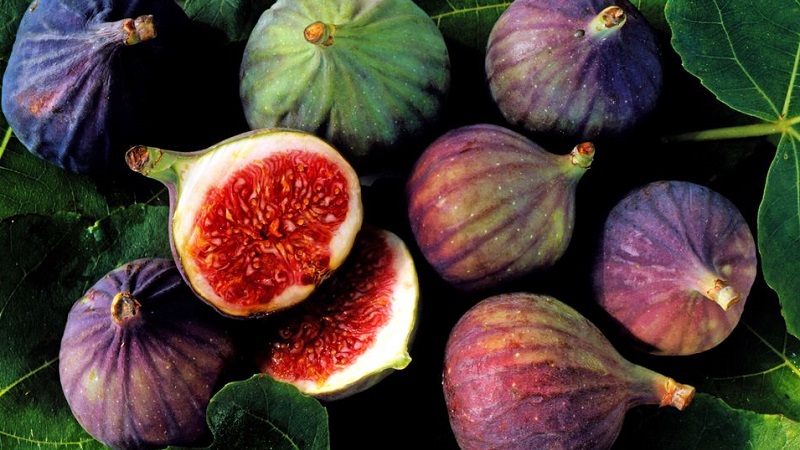 Instructions pour cultiver des figues à la maison à partir d'une graine ou d'une pousse
