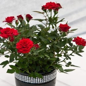 Comment prendre soin d'une rose en pot à la maison - Guide du débutant