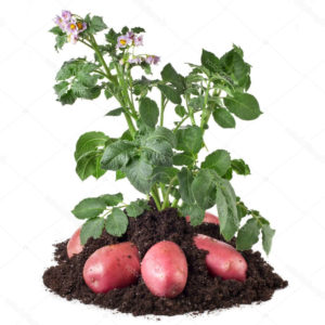 Qu'est-ce qu'une pomme de terre et à quelle famille elle appartient, une description complète avec une photo