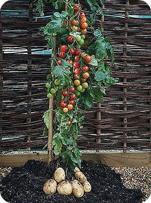 Qu'est-ce qu'une pomme de terre et à quelle famille elle appartient, une description complète avec une photo