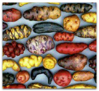 Qu'est-ce qu'une pomme de terre et à quelle famille elle appartient, une description complète avec une photo