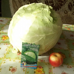 Variétés et types de choux avec photos et descriptions