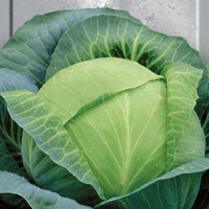 Variétés et types de choux avec photos et descriptions