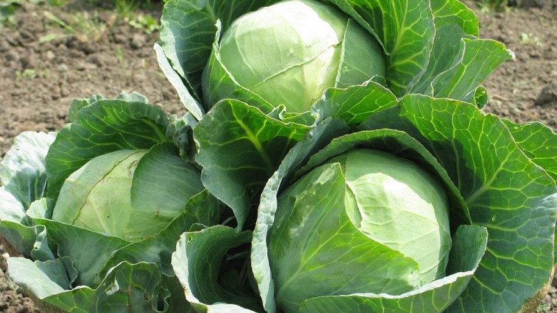 Variétés et types de choux avec photos et descriptions