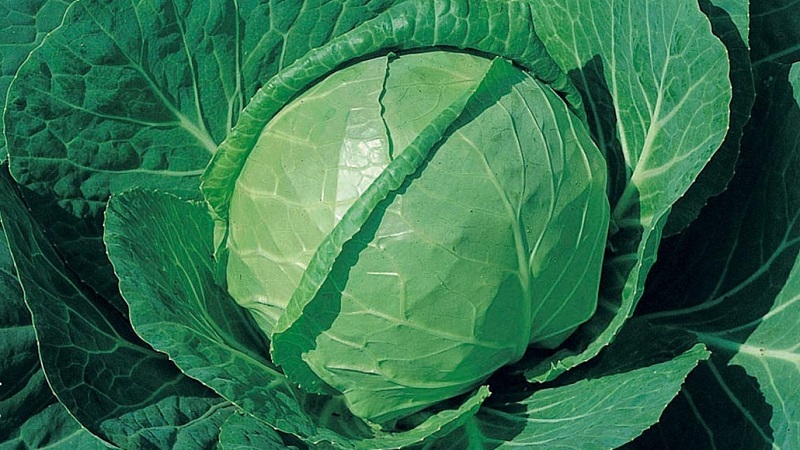 Variétés et types de choux avec photos et descriptions