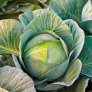 Variétés et types de choux avec photos et descriptions