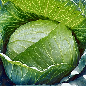 Variétés et types de choux avec photos et descriptions