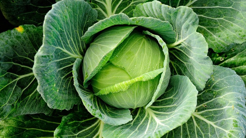 Variétés et types de choux avec photos et descriptions