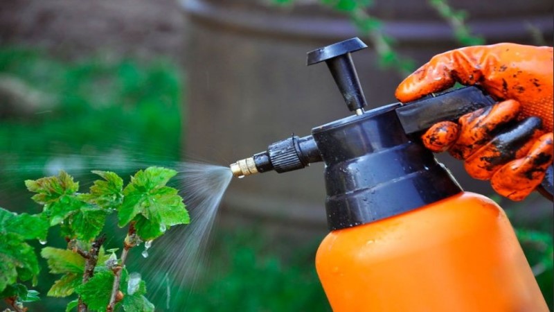 Pourquoi des taches rouges apparaissent sur les feuilles de cassis et comment les traiter