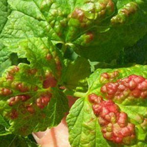 Comment et quoi pulvériser les groseilles au printemps contre les ravageurs et les maladies