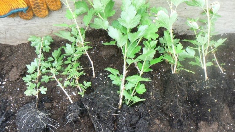 Variété de groseille à maquereau tardive Date