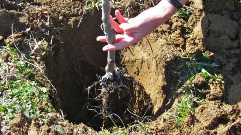 Abricot Sibiryak Baikalova: description de la variété, caractéristiques de culture, avis