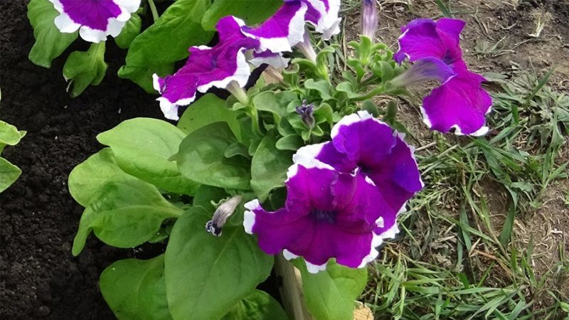 Pourquoi les fleurs de pétunia sont bonnes et comment les cultiver correctement