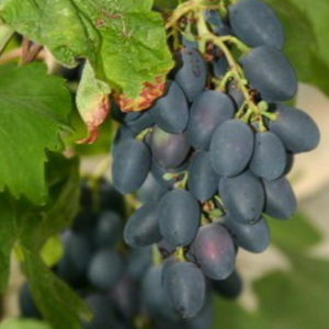 Quelles propriétés devraient avoir les cépages non couvrants et lesquels d'entre eux sont considérés comme les meilleurs