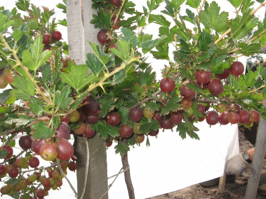 Groseille sans épines Senator avec un rendement élevé et un goût excellent