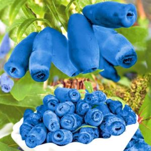 Les meilleures variétés de chèvrefeuille comestible