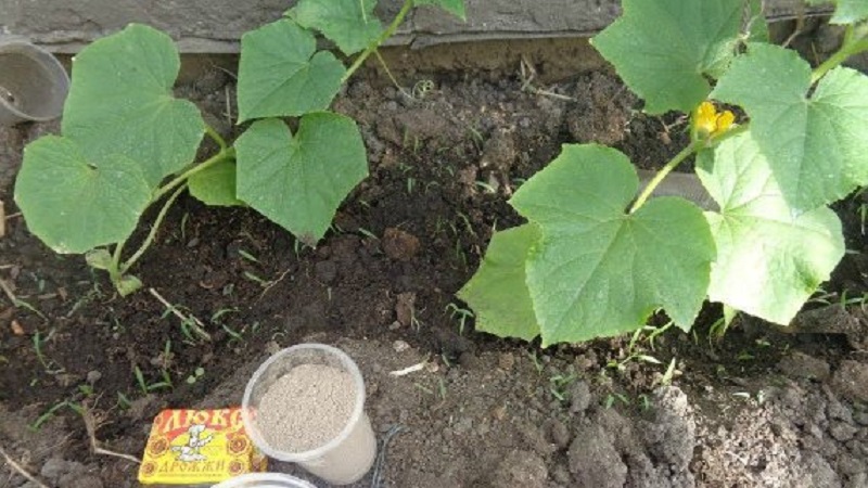 Ce qui est utile pour nourrir les concombres dans une serre avec de la levure, comment cuisiner et l'utiliser correctement