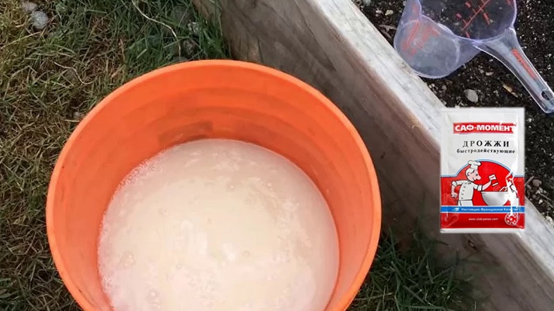 Comment et comment nourrir les raisins de Corinthe après la récolte en juillet