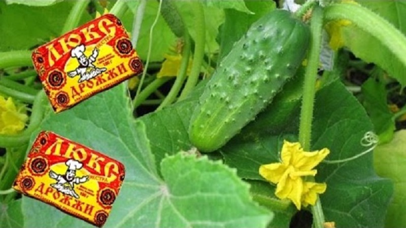 Ce qui est utile pour nourrir les concombres dans une serre avec de la levure, comment cuisiner et l'utiliser correctement