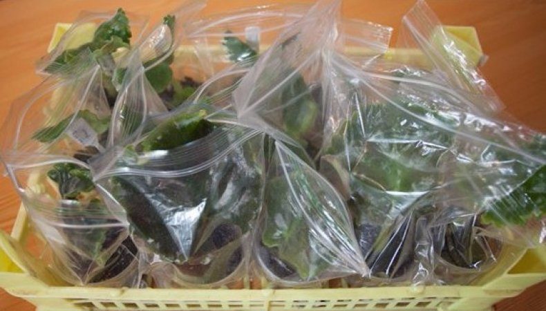 Un guide pour couper des roses à l'automne à la maison pour les fleuristes débutants