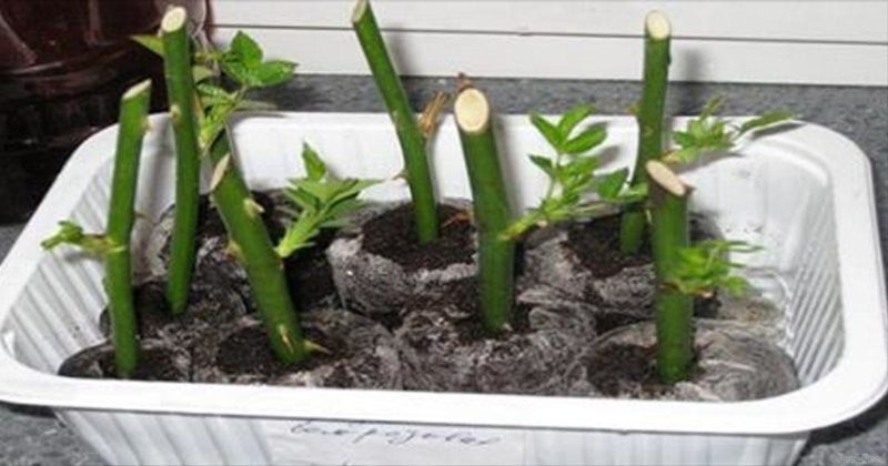 Un guide pour couper des roses à l'automne à la maison pour les fleuristes débutants