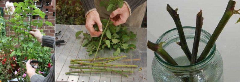 Un guide pour couper des roses à l'automne à la maison pour les fleuristes débutants