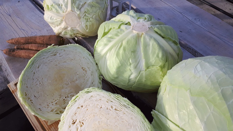 Variété polyvalente à haut rendement de chou Blizzard