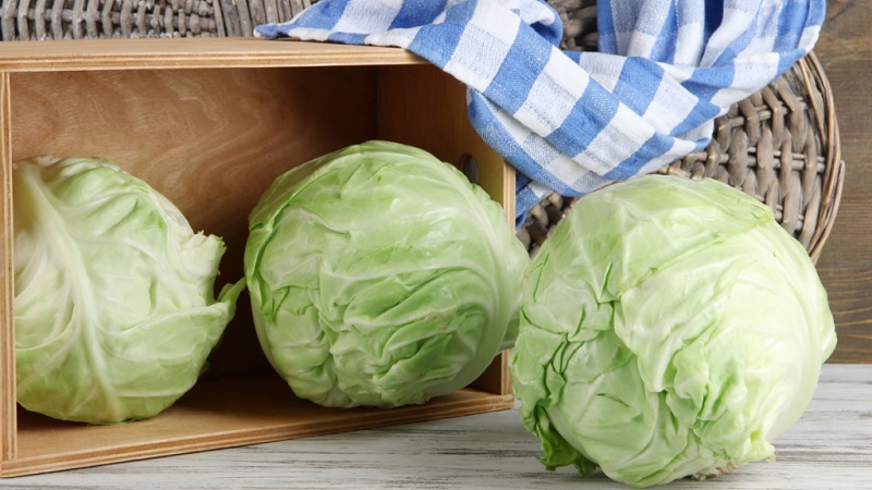 À quelle température le chou gèle-t-il