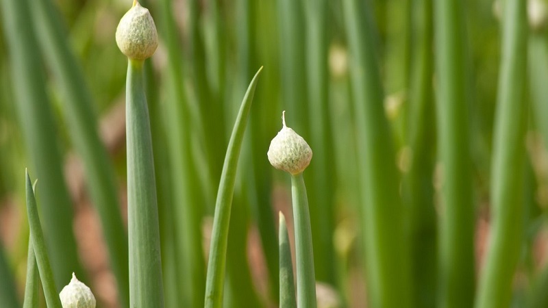 Et s'il y a une flèche sur l'arc et pourquoi cela peut arriver
