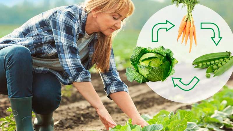 Variété polyvalente à haut rendement de chou Blizzard