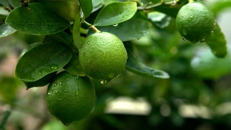 Qu'est-ce que le citron vert et en quoi est-il différent du citron