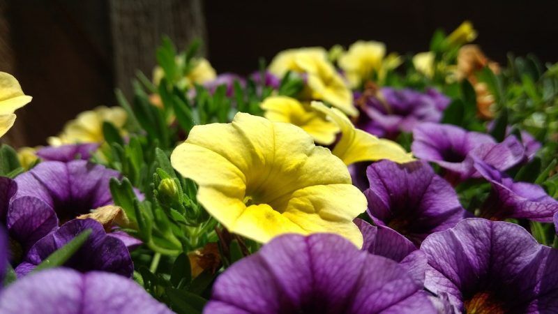 Pourquoi les fleurs de pétunia sont bonnes et comment les cultiver correctement