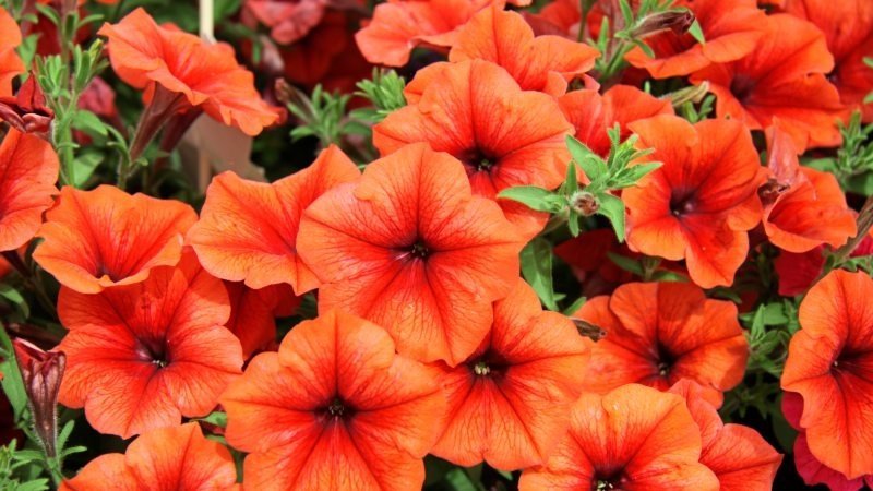Pourquoi les fleurs de pétunia sont bonnes et comment les cultiver correctement