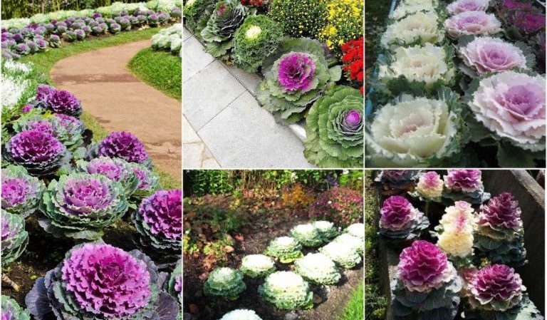 Chou ornemental: photo, plantation, culture et soins