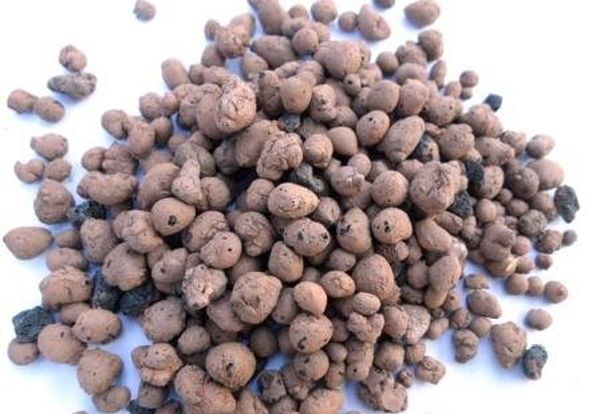 Quel type de sol et de drainage le chèvrefeuille aime-t-il?