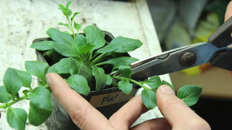 Examen des variétés populaires de pétunias de la série Opera et de leurs caractéristiques