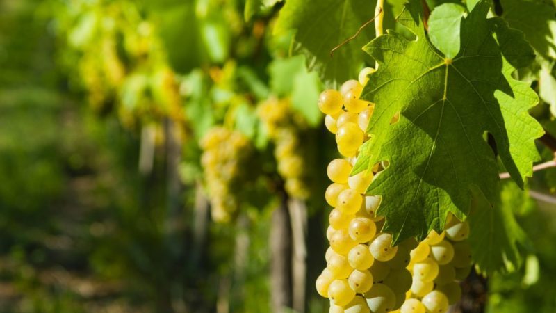 Quelles propriétés devraient avoir les cépages non couvrants et lesquels d'entre eux sont considérés comme les meilleurs