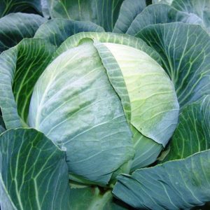 Chou hybride Kolobok F1 à maturité tardive pour le stockage hivernal