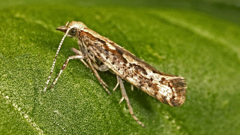 Variété polyvalente à haut rendement de chou Blizzard