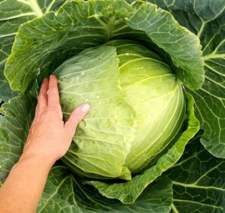 Hybride mi-tardif à haut rendement de chou Megaton f1 avec une bonne qualité de conservation