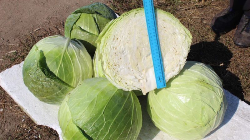 Hybride mi-tardif à haut rendement de chou Megaton f1 avec une bonne qualité de conservation