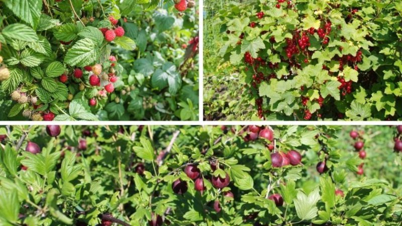 Règles de rotation des cultures pour la culture des baies: est-il possible de planter des cassis et des rouges à proximité