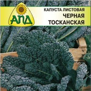 Chou noir italien Toscane