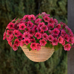 Pourquoi les fleurs de pétunia sont bonnes et comment les cultiver correctement