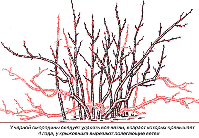 Instructions étape par étape sur la façon de tailler les raisins de Corinthe au printemps pour avoir une bonne récolte