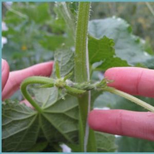 Comment pincer des concombres dans une serre et d'autres méthodes de soin de la plantation à la récolte