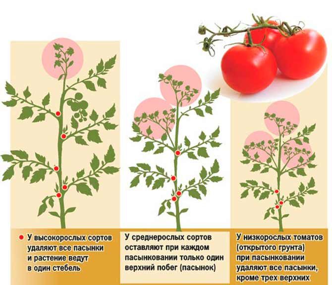 Nous apprenons des résidents d'été expérimentés comment pincer correctement les tomates: une analyse des nuances et une description étape par étape du processus